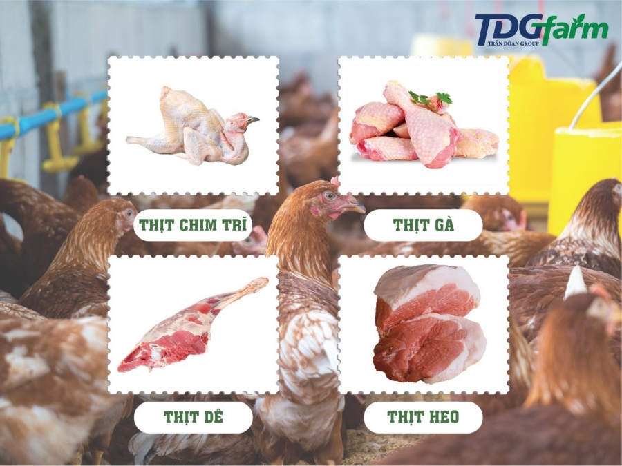 HỆ THỐNG CÁC SẢN PHẨM, DỊCH VỤ, CHỨC NĂNG CỦA TDG FARM