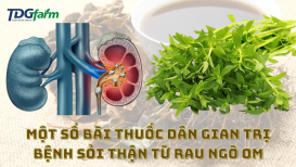 Một số bài thuốc dân gian trị bệnh sỏi thận từ Rau Ngò Om