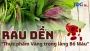 RAU DỀN - “THỰC PHẨM VÀNG TRONG LÀNG BỔ MÁU”